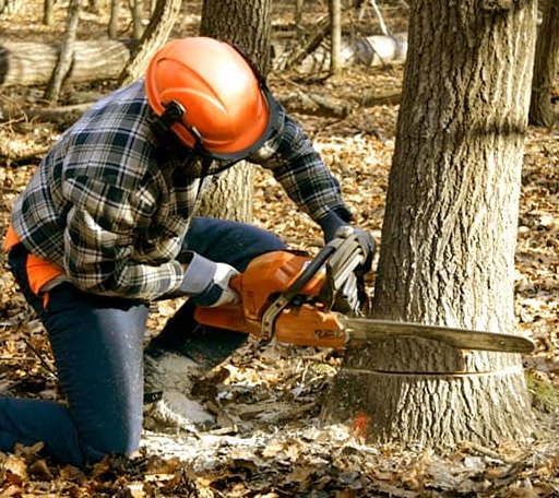 Tree Removal in Winthrop Harbor, IL